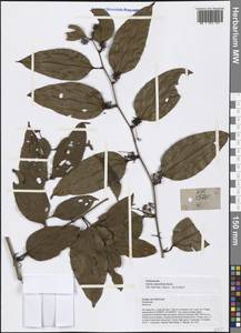 Smilax lanceifolia Roxb., South Asia, South Asia (Asia outside ex-Soviet states and Mongolia) (ASIA) (Vietnam)