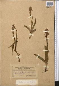 Dactylorhiza incarnata subsp. cilicica (Klinge) H.Sund., Middle Asia, Western Tian Shan & Karatau (M3) (Uzbekistan)
