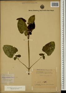 Salvia verticillata L., Caucasus, Armenia (K5) (Armenia)