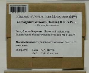 Loeskypnum badium (Hartm.) H.K.G. Paul, Bryophytes, Bryophytes - Karelia, Leningrad & Murmansk Oblasts (B4) (Russia)