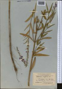 Lythrum virgatum L., Middle Asia, Muyunkumy, Balkhash & Betpak-Dala (M9) (Kazakhstan)