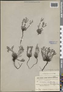 Eritrichium rupestre (Georgi) Bunge, Siberia, Baikal & Transbaikal region (S4) (Russia)