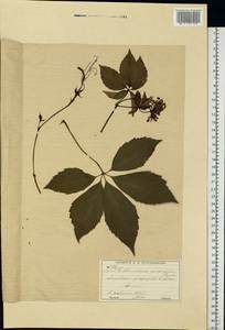 Parthenocissus quinquefolia (L.) Planch., Eastern Europe, Moscow region (E4a) (Russia)