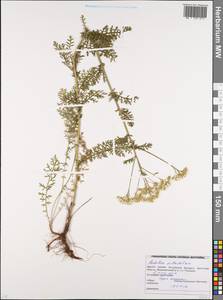 Achillea millefolium L., Eastern Europe, Belarus (E3a) (Belarus)