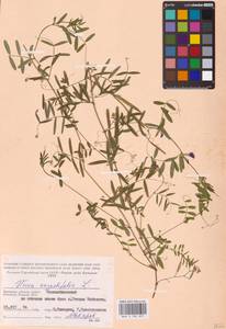 Vicia sativa subsp. nigra (L.)Ehrh., Eastern Europe, Western region (E3) (Russia)