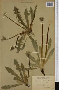 Taraxacum croceum Dahlst., Western Europe (EUR) (Sweden)