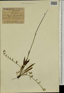 Pilosella leptophyton subsp. leptophyton, Eastern Europe, Moscow region (E4a) (Russia)