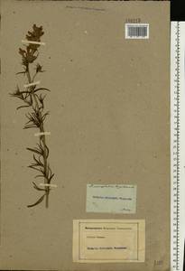 Dracocephalum ruyschiana L., Eastern Europe, Moscow region (E4a) (Russia)
