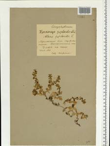 Honckenya peploides, Eastern Europe, Northern region (E1) (Russia)
