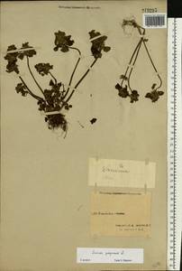 Lamium purpureum L., Eastern Europe, Northern region (E1) (Russia)