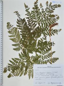 Dryopteris expansa (C.Presl) Fraser-Jenk. & Jermy, Siberia, Russian Far East (S6) (Russia)