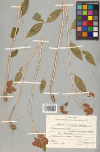 Hylotelephium viviparum (Maxim.) H. Ohba, Siberia, Russian Far East (S6) (Russia)