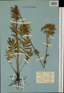 Valeriana pratensis subsp. angustifolia (Soó) Kirschner, Buttler & Hand, Eastern Europe, North Ukrainian region (E11) (Ukraine)