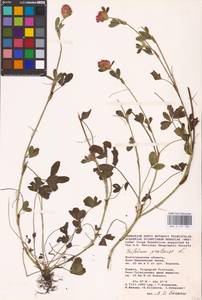 Trifolium pratense L., Eastern Europe, Lower Volga region (E9) (Russia)