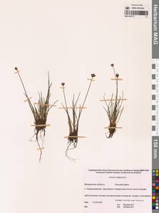Juncus triglumis L., Siberia, Chukotka & Kamchatka (S7) (Russia)