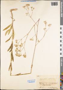 Gypsophila altissima L., Eastern Europe, Eastern region (E10) (Russia)
