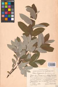 Salix lapponum L., Eastern Europe, Moscow region (E4a) (Russia)
