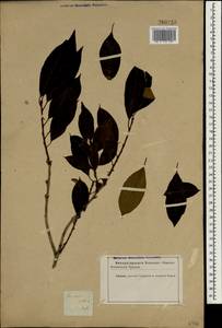 Diospyros lotus L., South Asia, South Asia (Asia outside ex-Soviet states and Mongolia) (ASIA) (Iran)