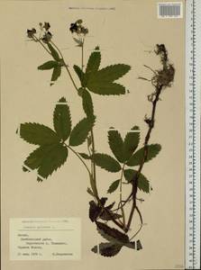 Comarum palustre L., Eastern Europe, Latvia (E2b) (Latvia)
