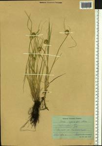 Carex bohemica Schreb., Siberia, Baikal & Transbaikal region (S4) (Russia)