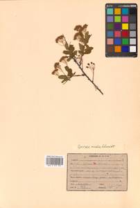 Spiraea media Schmidt, Siberia, Russian Far East (S6) (Russia)