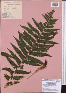 Dryopteris filix-mas (L.) Schott, Eastern Europe, Central region (E4) (Russia)