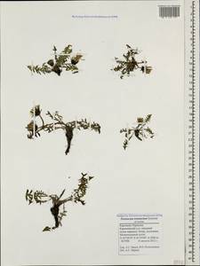 Taraxacum tenuisectum Sommier & Levier, Caucasus, Stavropol Krai, Karachay-Cherkessia & Kabardino-Balkaria (K1b) (Russia)