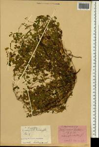 Oxalis corniculata L., South Asia, South Asia (Asia outside ex-Soviet states and Mongolia) (ASIA) (China)