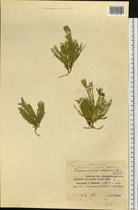 Diphasiastrum alpinum (L.) Holub, Siberia, Russian Far East (S6) (Russia)