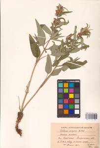 MHA 0 154 156, Phlomis herba-venti subsp. pungens (Willd.) Maire ex DeFilipps, Eastern Europe, Lower Volga region (E9) (Russia)