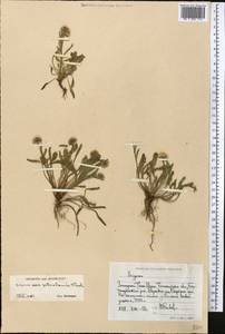 Erigeron petiolaris F. Vierh., Middle Asia, Western Tian Shan & Karatau (M3) (Uzbekistan)