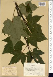 Acer cappadocicum subsp. cappadocicum, Caucasus, Azerbaijan (K6) (Azerbaijan)