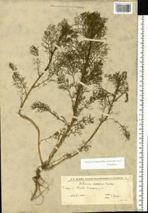 Tripleurospermum inodorum (L.) Sch.-Bip, Eastern Europe, Lower Volga region (E9) (Russia)