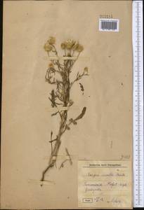Zoegea crinita subsp. baldschuanica (C.Winkl.) Rech.f., Middle Asia, Kopet Dag, Badkhyz, Small & Great Balkhan (M1) (Turkmenistan)