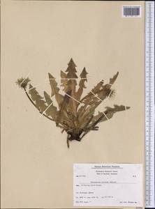 Taraxacum croceum Dahlst., America (AMER) (Greenland)