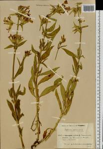 Saponaria officinalis L., Eastern Europe, Eastern region (E10) (Russia)
