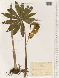 Arisaema consanguineum Schott, South Asia, South Asia (Asia outside ex-Soviet states and Mongolia) (ASIA) (China)