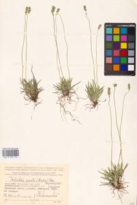 Tofieldia pusilla (Michx.) Pers., Eastern Europe, Northern region (E1) (Russia)