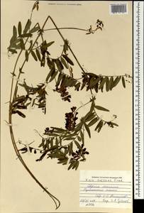 Vicia amoena Fisch. ex Ser., Mongolia (MONG) (Mongolia)