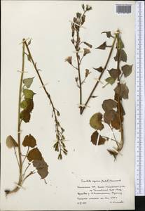Cicerbita azurea (Ledeb.) Beauverd, Middle Asia, Northern & Central Tian Shan (M4) (Kazakhstan)