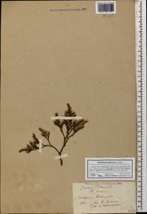 Goniolimon tataricum (L.) Boiss., Caucasus, Stavropol Krai, Karachay-Cherkessia & Kabardino-Balkaria (K1b) (Russia)