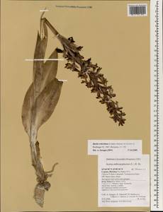 Himantoglossum robertianum (Loisel.) P.Delforge, South Asia, South Asia (Asia outside ex-Soviet states and Mongolia) (ASIA) (Cyprus)