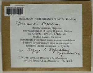 Dicranum dispersum Engelmark, Bryophytes, Bryophytes - North Caucasus & Ciscaucasia (B12) (Russia)