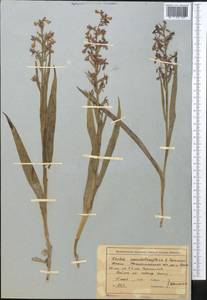 Anacamptis laxiflora (Lam.) R.M.Bateman, Pridgeon & M.W.Chase, Middle Asia, Western Tian Shan & Karatau (M3) (Kazakhstan)