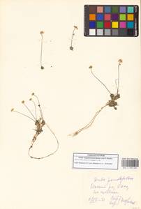 Draba magadanensis Berkut. & A.P.Khokhr., Siberia, Chukotka & Kamchatka (S7) (Russia)