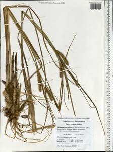 Carex rostrata Stokes , nom. cons., Eastern Europe, Northern region (E1) (Russia)