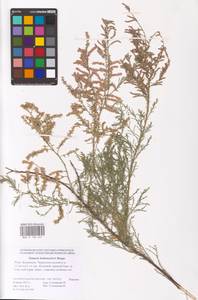 Tamarix hohenackeri Bunge, Eastern Europe, Lower Volga region (E9) (Russia)