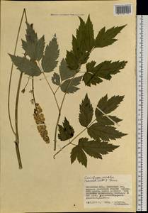 Actaea simplex (DC.) Wormsk. ex Fisch. & C. A. Mey., Siberia, Chukotka & Kamchatka (S7) (Russia)