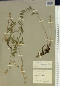 Hedysarum vicioides Turcz., Siberia, Yakutia (S5) (Russia)
