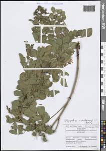 Glycyrrhiza uralensis Fisch. ex DC., Eastern Europe, Middle Volga region (E8) (Russia)